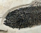Mioplosus Fish Fossil From Inch Layer #7515-4